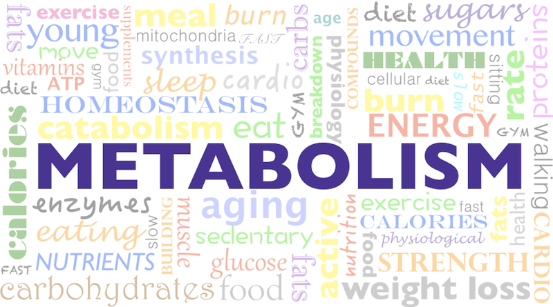 Word cloud illustrating key concepts related to metabolism, including energy, diet, and exercise.