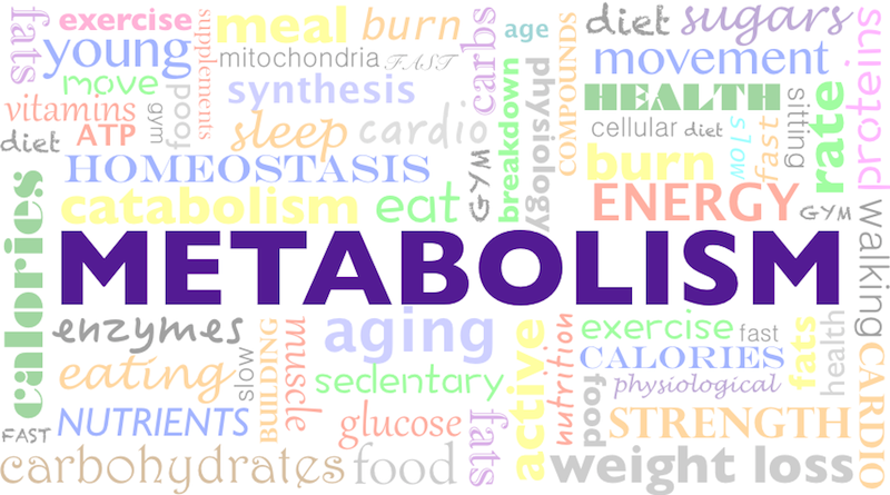 Metabolism - Center for Healthy Aging