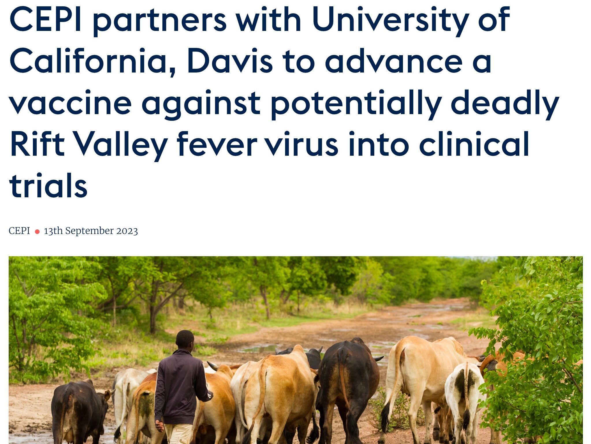 A group of cattle walking along a dirt path, symbolizing agricultural health and disease prevention efforts.