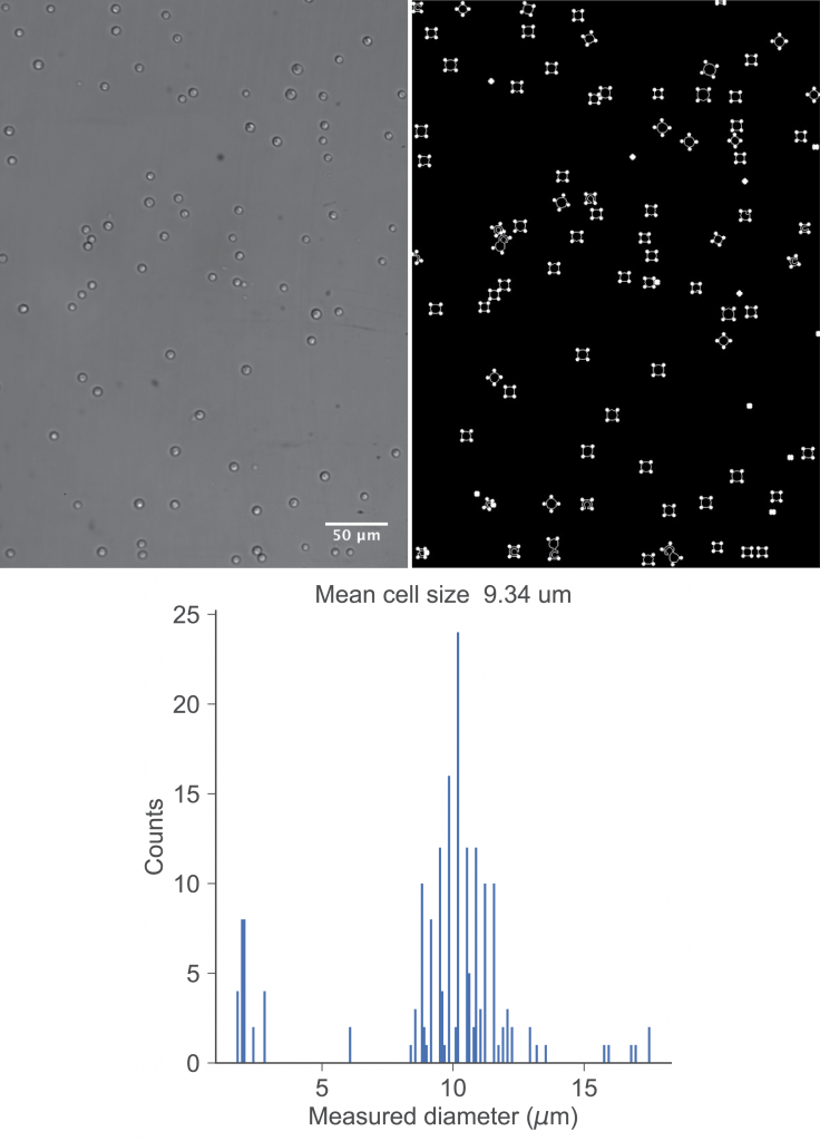 A custom-written Python script was used to automatically measure the dimensions of algae cells in a DIC image collected in the MIN core facility.