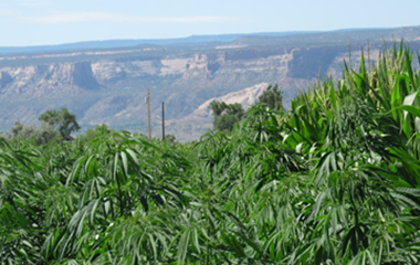 hemp in the mountains