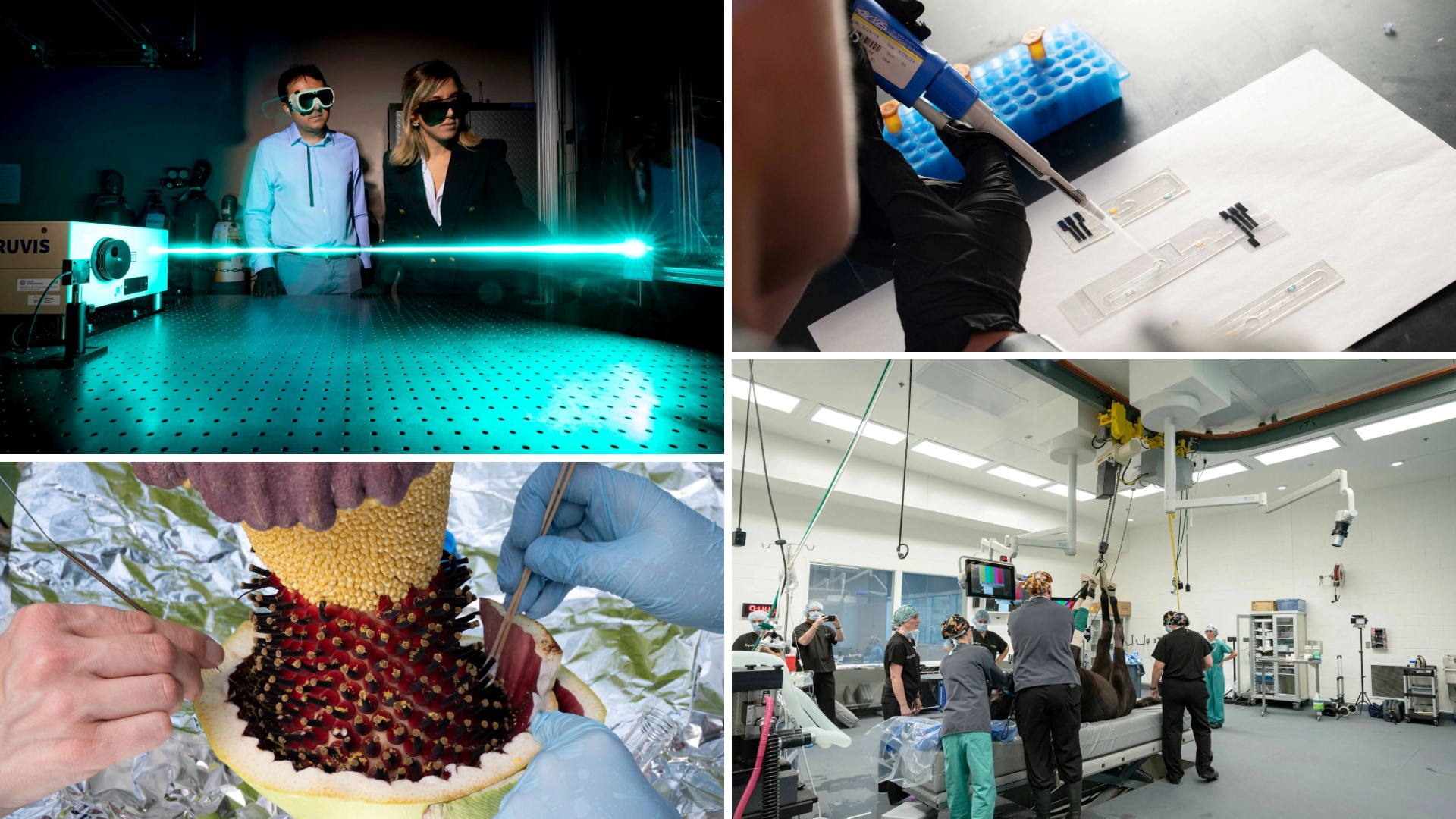 Vice President For Research - Colorado State University