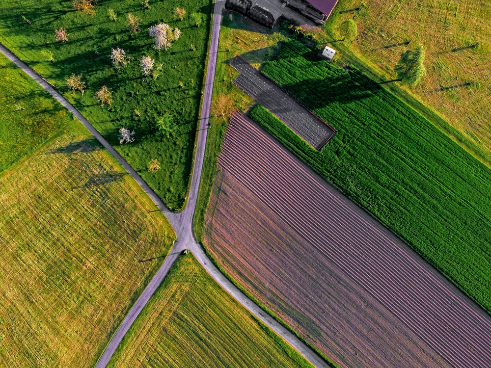 aerial view of crops